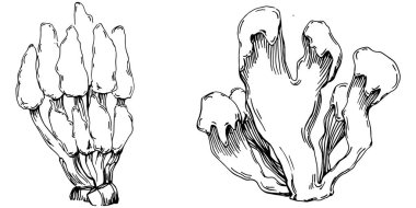 Elle çizilmiş mercanlar beyaza izole edilmiş. Çizim
