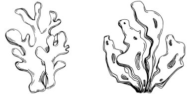 Elle çizilmiş mercanlar beyaza izole edilmiş. Çizim