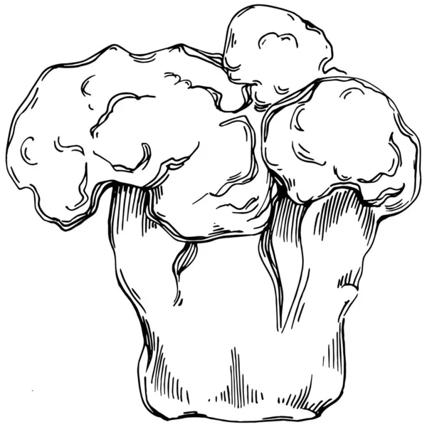 Elle çizilmiş mercanlar beyaza izole edilmiş. Çizim