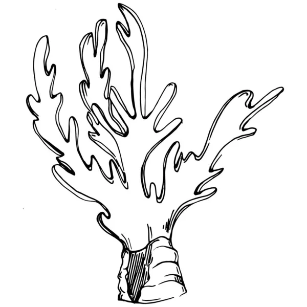 Elle çizilmiş mercanlar beyaza izole edilmiş. Çizim