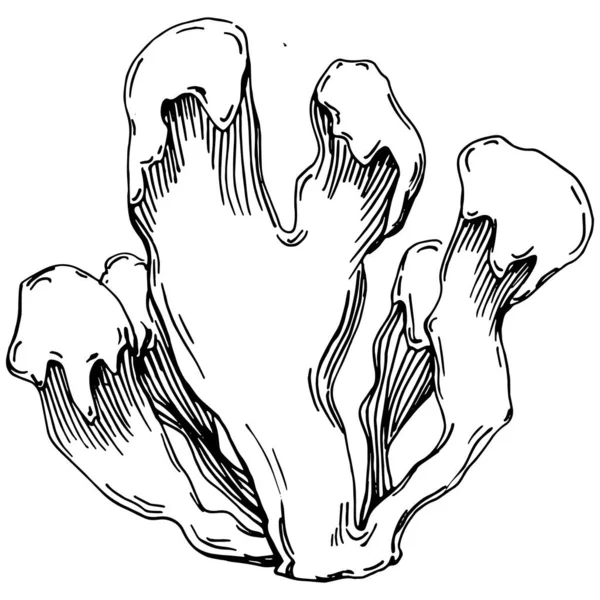 Elle çizilmiş mercanlar beyaza izole edilmiş. Çizim