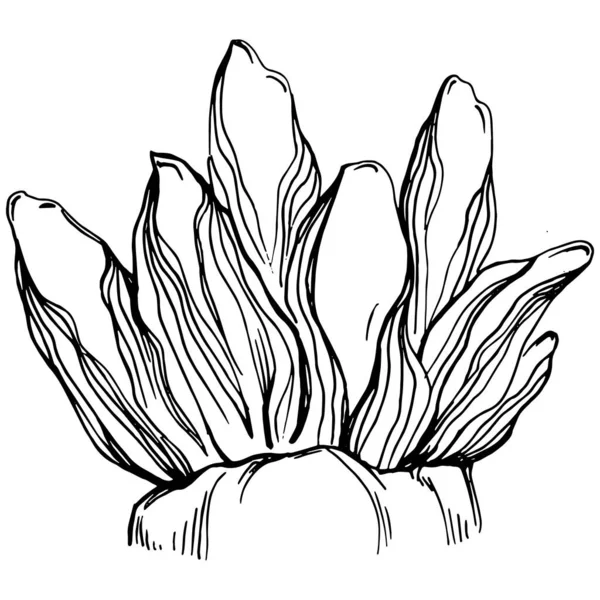 Elle çizilmiş mercanlar beyaza izole edilmiş. Çizim