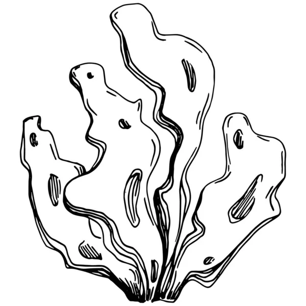 Elle çizilmiş mercanlar beyaza izole edilmiş. Çizim