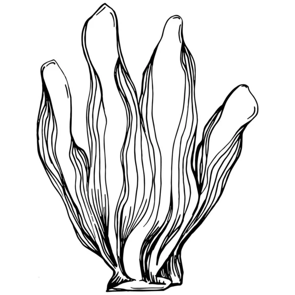 Elle çizilmiş mercanlar beyaza izole edilmiş. Çizim