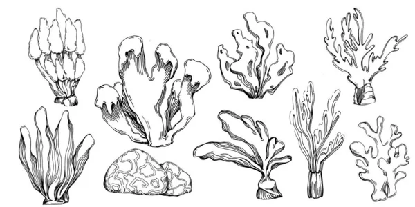 Elle çizilmiş mercanlar beyaza izole edilmiş. Çizim