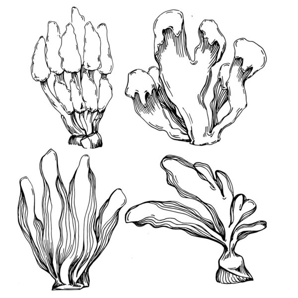 Ручной рисунок кораллов изолирован на белом. Рисунок