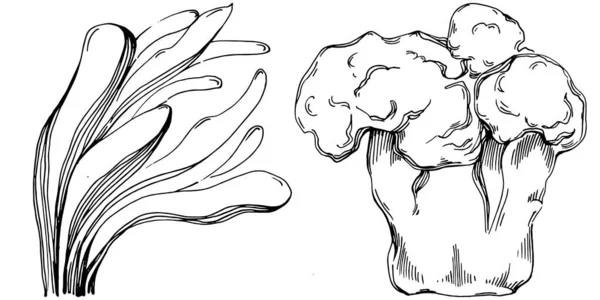 Elle çizilmiş mercanlar beyaza izole edilmiş. Çizim