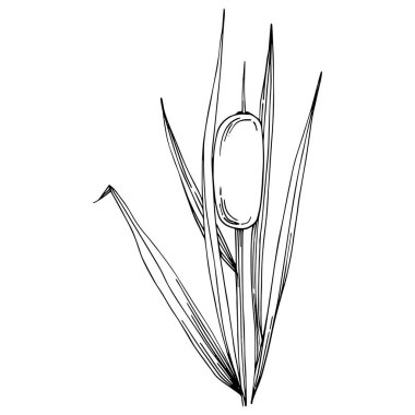 Sketch of reed plant isolated on white background 