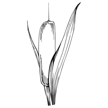 Sketch of reed plant isolated on white background 