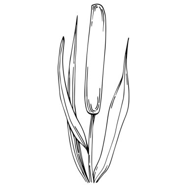 Sketch of reed plant isolated on white background 