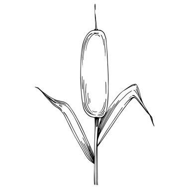 Sketch of reed plant isolated on white background 