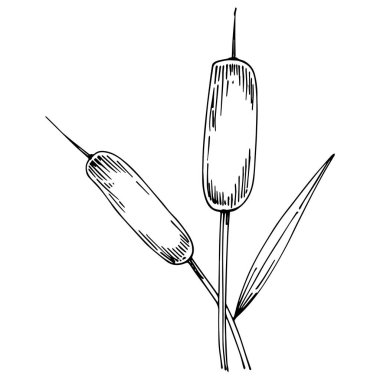 black and white art of reed plants isolated on white background 