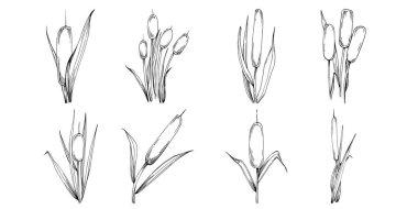 Sketch of reed plants isolated on white background 