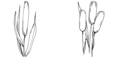 Sketch of reed plants isolated on white background 