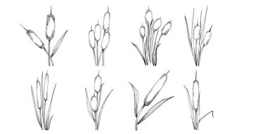 Sketch of reed plants isolated on white background 