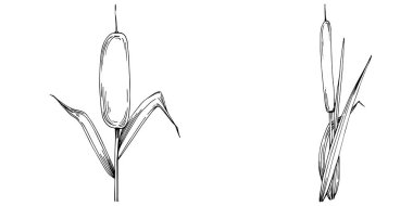 Sketch of reed plants isolated on white background 