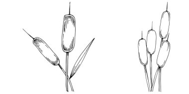 Sketch of plants, reed leaves isolated on white background 
