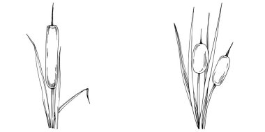 Sketch of plants, reed leaves isolated on white background 