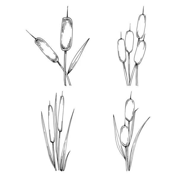 Sketch Reed Plants Isolated White Background — Vettoriale Stock