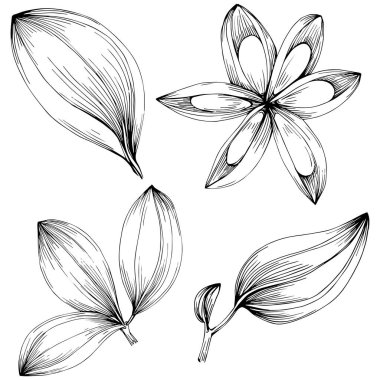 Siyah ve beyaz oymalı çiçeklerin vektör çizimi. Boyama kitabı için dekoratif öge, ambalaj çizimi.