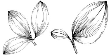 Çiçek yaprakları ve bitkilerin vektör kümesi