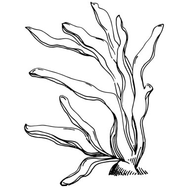 Elle çizilmiş mercanlar beyaza izole edilmiş. Çizim