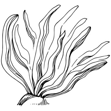 Elle çizilmiş mercanlar beyaza izole edilmiş. Çizim