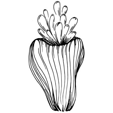 Elle çizilmiş mercanlar beyaza izole edilmiş. Çizim