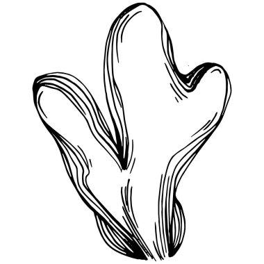 Elle çizilmiş mercanlar beyaza izole edilmiş. Çizim