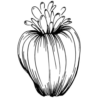 Elle çizilmiş mercanlar beyaza izole edilmiş. Çizim