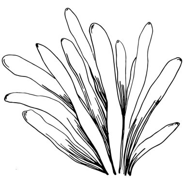 Elle çizilmiş mercanlar beyaza izole edilmiş. Çizim