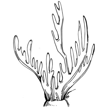 Elle çizilmiş mercanlar beyaza izole edilmiş. Çizim