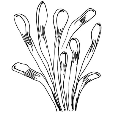 Elle çizilmiş mercanlar beyaza izole edilmiş. Çizim