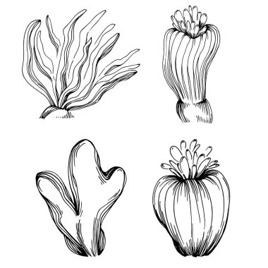 Elle çizilmiş mercanlar beyaza izole edilmiş. Çizim