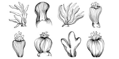 Elle çizilmiş mercanlar beyaza izole edilmiş. Çizim