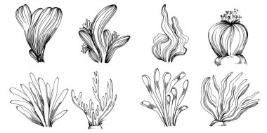 Elle çizilmiş mercanlar beyaza izole edilmiş. Çizim