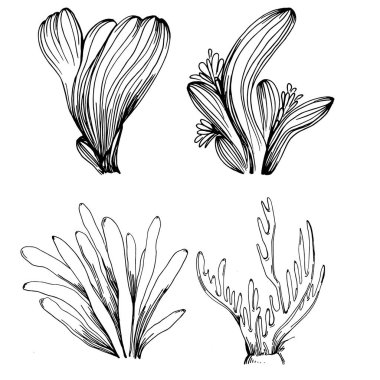 Elle çizilmiş mercanlar beyaza izole edilmiş. Çizim