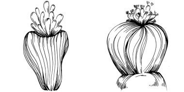 Elle çizilmiş mercanlar beyaza izole edilmiş. Çizim