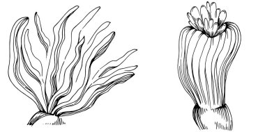 Elle çizilmiş mercanlar beyaza izole edilmiş. Çizim