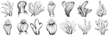 Elle çizilmiş mercanlar beyaza izole edilmiş. Çizim