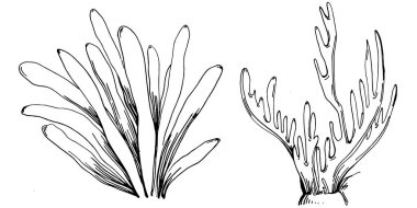 Elle çizilmiş mercanlar beyaza izole edilmiş. Çizim