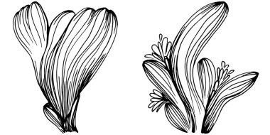 Elle çizilmiş mercanlar beyaza izole edilmiş. Çizim