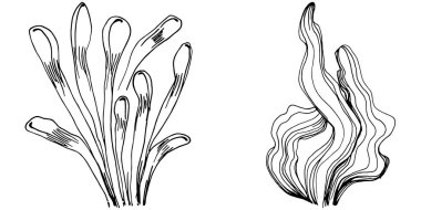 Elle çizilmiş mercanlar beyaza izole edilmiş. Çizim