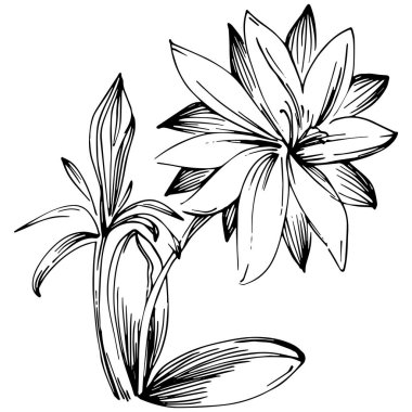 Siyah ve beyaz oymalı çiçeklerin vektör çizimi. Boyama kitabı için dekoratif öge, ambalaj çizimi.