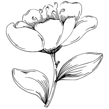 Siyah ve beyaz oymalı çiçeklerin vektör çizimi. Boyama kitabı için dekoratif öge, ambalaj çizimi.