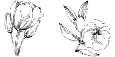 Vektör çiçek çizimi seti. Siyah beyaz işlemeli mürekkep sanatı. ıssız yabani çiçek. 