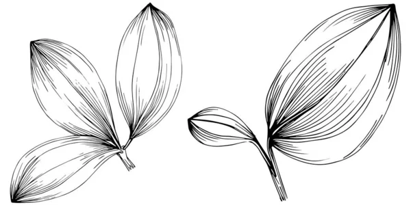 花の葉や植物のベクトルセット — ストックベクタ