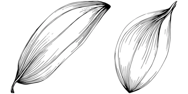 Векторний Набір Квіткових Листя Рослин — стоковий вектор