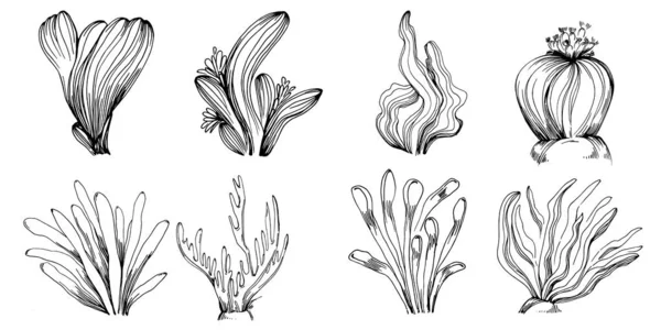 Hand Drawn Corals Isolated White Sketch Drawing — 图库矢量图片