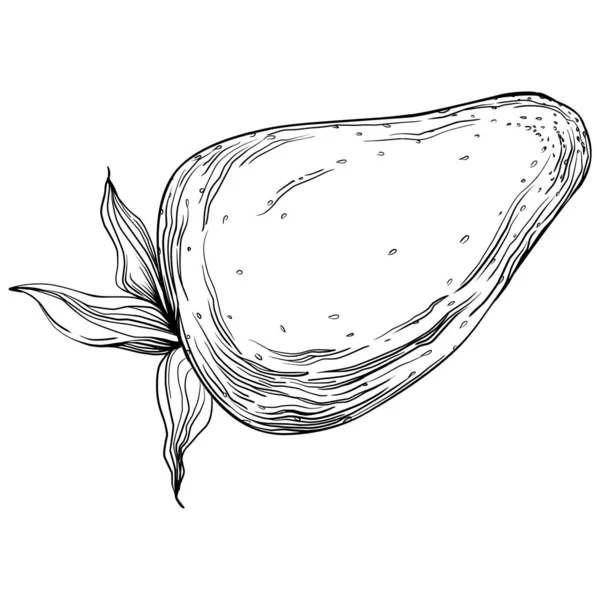 Desenho Animado Desenhado Mão Frutas Frescas Ilustração — Vetor de Stock
